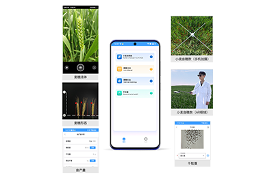 吉林小麦亩穗数分析仪IN-XM02