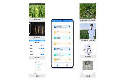 吉林小麦表型测量仪IN-XM05